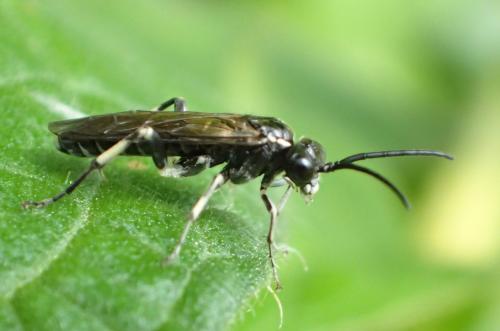 Réf. 255 814 : Macrophya alboannulata